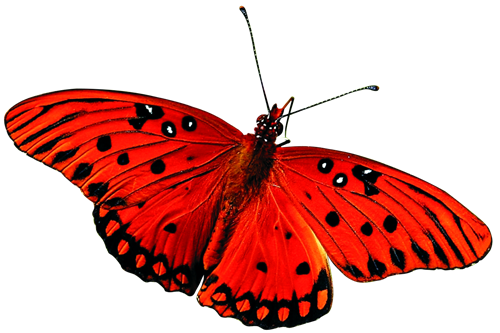 Butterfly 